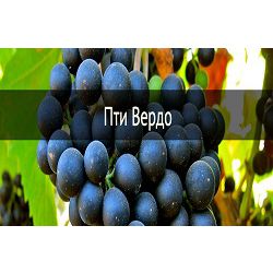 Сорта Лефкадии: Пти Вердо