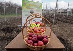 НА СТАВРОПОЛЬЕ РЕАЛИЗУЮТ ПРОГРАММУ ПОДДЕРЖКИ «СУПЕРИНТЕНСИВНОГО» САДОВОДСТВА