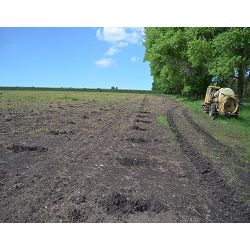 В Шпаковском районе заложены первые промышленные виноградники!